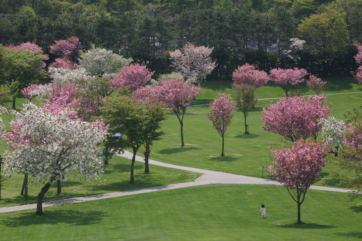 鹿部公園の桜